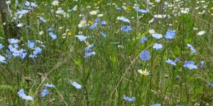 Beitragsbild des Blogbeitrags Blumenwiese...