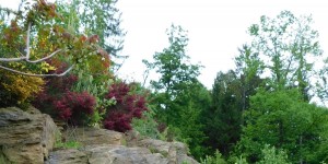 Beitragsbild des Blogbeitrags Es wird bunt - die Ginsterblüte... 