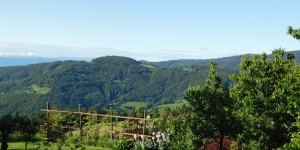 Beitragsbild des Blogbeitrags 50 Shades of Green...