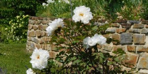 Beitragsbild des Blogbeitrags Von Schwertlilien und Pfingstrosen...