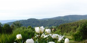 Beitragsbild des Blogbeitrags Pfingstrosen am Weg...