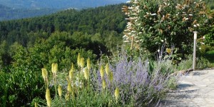 Beitragsbild des Blogbeitrags Der Sommergarten...