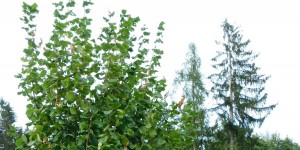 Beitragsbild des Blogbeitrags Prinzessin auf der Erbse...