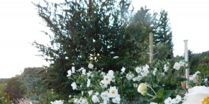 Beitragsbild des Blogbeitrags Anemonenfeld...