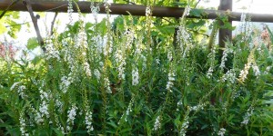 Beitragsbild des Blogbeitrags Unterpflanzung mit Schneefelberich...