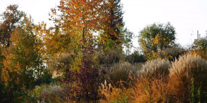 Beitragsbild des Blogbeitrags Spaziergang durch den Herbstgarten...