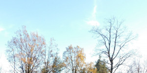 Beitragsbild des Blogbeitrags Impressionen aus dem Obstgarten...