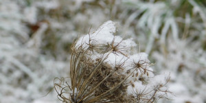 Beitragsbild des Blogbeitrags Erster Schnee...