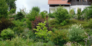 Beitragsbild des Blogbeitrags Grüne Oasen zwischen Steinen: Spaltgärten in Trockensteinmauern 