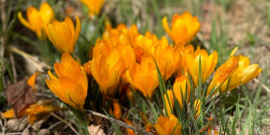 Beitragsbild des Blogbeitrags Eidottergelb - eine unerwartete Liebe