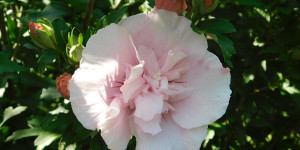 Beitragsbild des Blogbeitrags La vie en rose