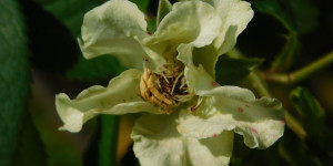 Beitragsbild des Blogbeitrags Farbe der Woche: Limettengrün