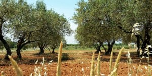 Beitragsbild des Blogbeitrags Von Olivenbäumen in Istrien, die in der Sonne glitzern 