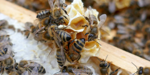 Beitragsbild des Blogbeitrags Graue Bienen von Andrej Kurkow