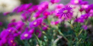 Beitragsbild des Blogbeitrags Bettina von Arnim – Die Seele achten