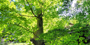 Beitragsbild des Blogbeitrags Das Schicksal hat Fantasie