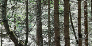 Beitragsbild des Blogbeitrags Ich wünsche mir ein Land 