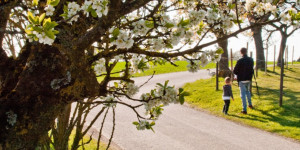 Beitragsbild des Blogbeitrags Kirschblütenwanderweg Scharten – Familientauglichkeit im Test