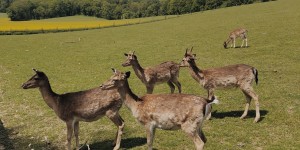 Beitragsbild des Blogbeitrags Tierisch schöne Ausflugsziele in Niederösterreich 