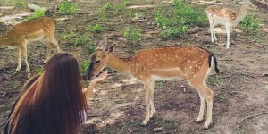 Beitragsbild des Blogbeitrags Ausflugsempfehlung – Damwild streicheln im Wildpark Ernstbrunn