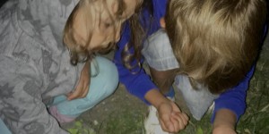 Beitragsbild des Blogbeitrags Der Herr der Glühwürmchen und die Madame Junikäfer – Helden der Nacht