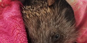 Beitragsbild des Blogbeitrags Es hätte ein schöner Tag sein können – Der Igel und die Fliegen 