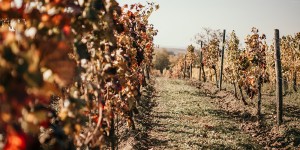 Beitragsbild des Blogbeitrags Anzeige: Man bringe den Grünen Veltliner – Ausflug zum Weinviertel DAC