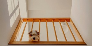 Beitragsbild des Blogbeitrags Die Wahrheit über das Leben mit Hund – 6 Fragen zu Jack Russell Paul