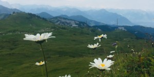 Beitragsbild des Blogbeitrags Hoher Freschen – Innerlaterns – Gaphol