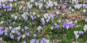 Beitragsbild des Blogbeitrags Krokusblüte
