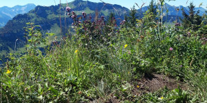 Beitragsbild des Blogbeitrags Sienspitze
