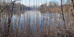 Beitragsbild des Blogbeitrags Rundweg Alter Rhein, Hohenems