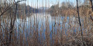 Beitragsbild des Blogbeitrags Rundweg Alter Rhein, Hohenems 