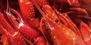 Beitragsbild des Blogbeitrags Traum vom Sommer in Schweden