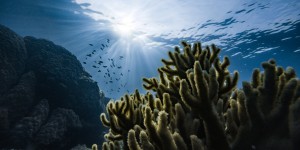 Beitragsbild des Blogbeitrags 5 reasons why diving in Cozumel should be on your bucket list 