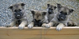 Beitragsbild des Blogbeitrags Illegaler Welpenhandel, Teil 3: Erfolge im Kampf gegen den illegalen Tierhandel