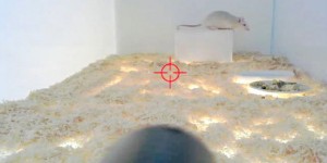 Beitragsbild des Blogbeitrags KUNST HALLT NACH: Mensch und Ratte als Versuchstiere – Florian Mehnerts Projekt „11 Tage“