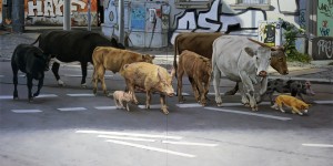 Beitragsbild des Blogbeitrags ANIMAL UTOPIA – Hoffnungsvoll nach vorne malen