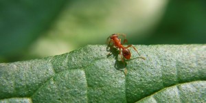 Beitragsbild des Blogbeitrags biohelp – Nützlinge auch im Haushalt