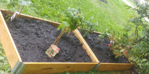 Beitragsbild des Blogbeitrags Mein Herbstprojekt 2020: Beerensträucher im Garten