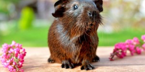 Beitragsbild des Blogbeitrags Symbolisches Tierblut auf meiner Haut: Umzingelt von Tierversuchen? (Teil 1)