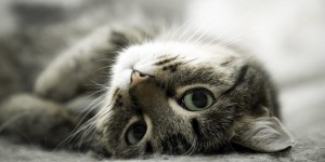 Beitragsbild des Blogbeitrags Neu! Getreidefreies Bio‐Katzenfutter von YARRAH 