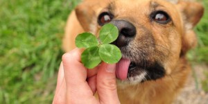 Beitragsbild des Blogbeitrags Symbolisches Tierblut auf meiner Haut: Alternatives Einkaufen (Teil 3)