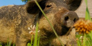 Beitragsbild des Blogbeitrags Schweine und Schweinebauern in der kalkulierten Strukturtragödie