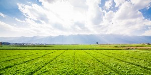 Beitragsbild des Blogbeitrags Ant Financial entwickelt mit Bayer eine Landwirtschafts-Blockchain 