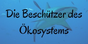 Beitragsbild des Blogbeitrags Haie