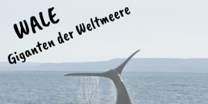 Beitragsbild des Blogbeitrags WALFANG