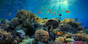 Beitragsbild des Blogbeitrags Die Korallenbleiche 