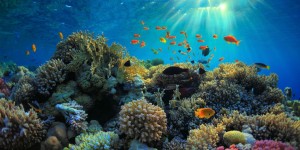 Beitragsbild des Blogbeitrags Die Korallenbleiche