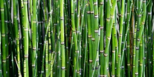 Beitragsbild des Blogbeitrags Eco Mythos: Bambus Geschirr – tolle Alternative oder Krankmacher? 